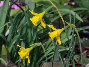 Narcissus Galatoquilla 20250303 0005