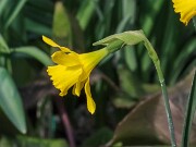 Narcissus Galatoquilla 20250303 0006