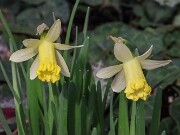Narcissus KB_M_1_98 20250303 0005