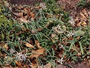 Amana (Tulipa) edulis 202503129 0001