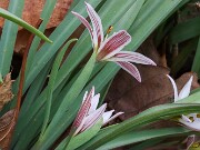 Amana (Tulipa) edulis 202503129 0013