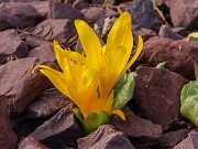 Colchicum luteum 20250306 0001