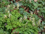 Corydalis caucasica 20250416 0001