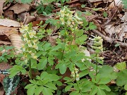 Corydalis marschalliana 20250416 0001