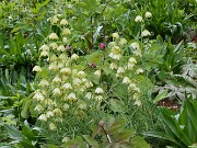 Fritillaria thunbergii 202504160001
