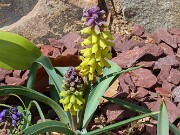 Muscari macrocarpum 202504160001