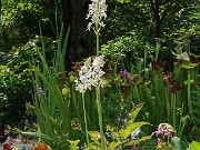 Ornithogalum fimbimarginatum 20250629 0001