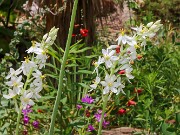 Ornithogalum fimbimarginatum 20250629 0002