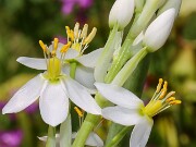Ornithogalum fimbimarginatum 20250629 0003