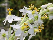 Ornithogalum fimbimarginatum 20250629 0004