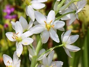 Ornithogalum fimbimarginatum 20250629 0005