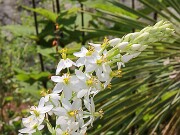 Ornithogalum fimbimarginatum 20250629 0006
