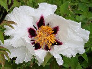 Paeonia ex rockii 20250426 0001