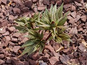 Paeonia mairei 202503122 0005
