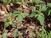Trillium aff. cuneatum ex Franklin Co. Tn. 20250416 0001