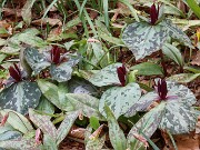 Trillium aff. cuneatum ex Stephens Co. Ga. 202504160008