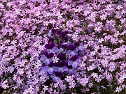Viola pedata 20250416 0002