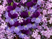 Viola pedata 20250416 0003