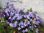 Viola pedata 20250416 0005