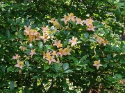Rhododendron No ID 20250629 0003