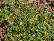 Claytonia virginica 20250416 0001
