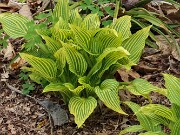 Hosta rectifolia Mito-no-hana 202504270003