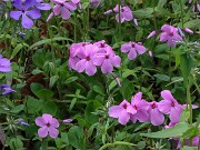 Phlox stolonifera Wister's Pink 20250422 0002