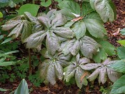 Podophyllum peltatum ex. Missouri.20250416 0001