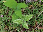 Polygonatum biflorum sport 20250426 0004