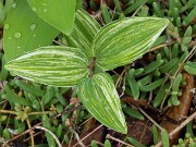 Polygonatum biflorum sport 20250426 0005