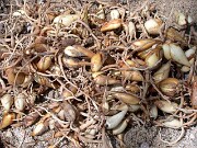 Juno iris bulbs and roots 0001