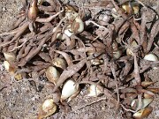 Juno iris bulbs and roots 0002
