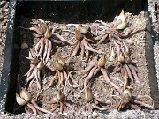 Juno iris bulbs and roots 0003