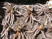 Juno iris bulbs and roots 0004