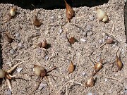 Juno iris bulbs and roots 0005