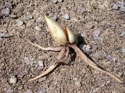 Juno iris bulbs and roots 0008
