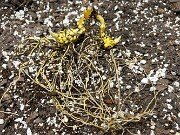 Lilium canadense 20251030 0002