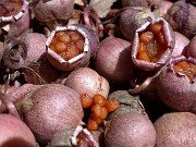 The Plants - Propagation and Cultivation